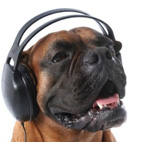 'Dogs Hate Metal' According To Scientific Study