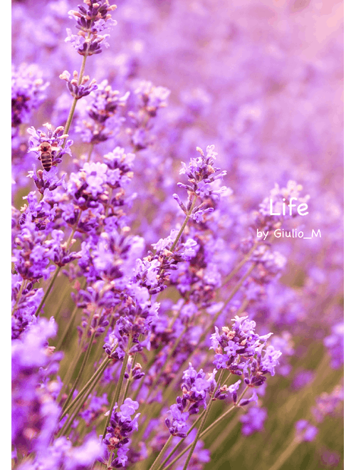 Life (for my mother)|Music for piano solo
