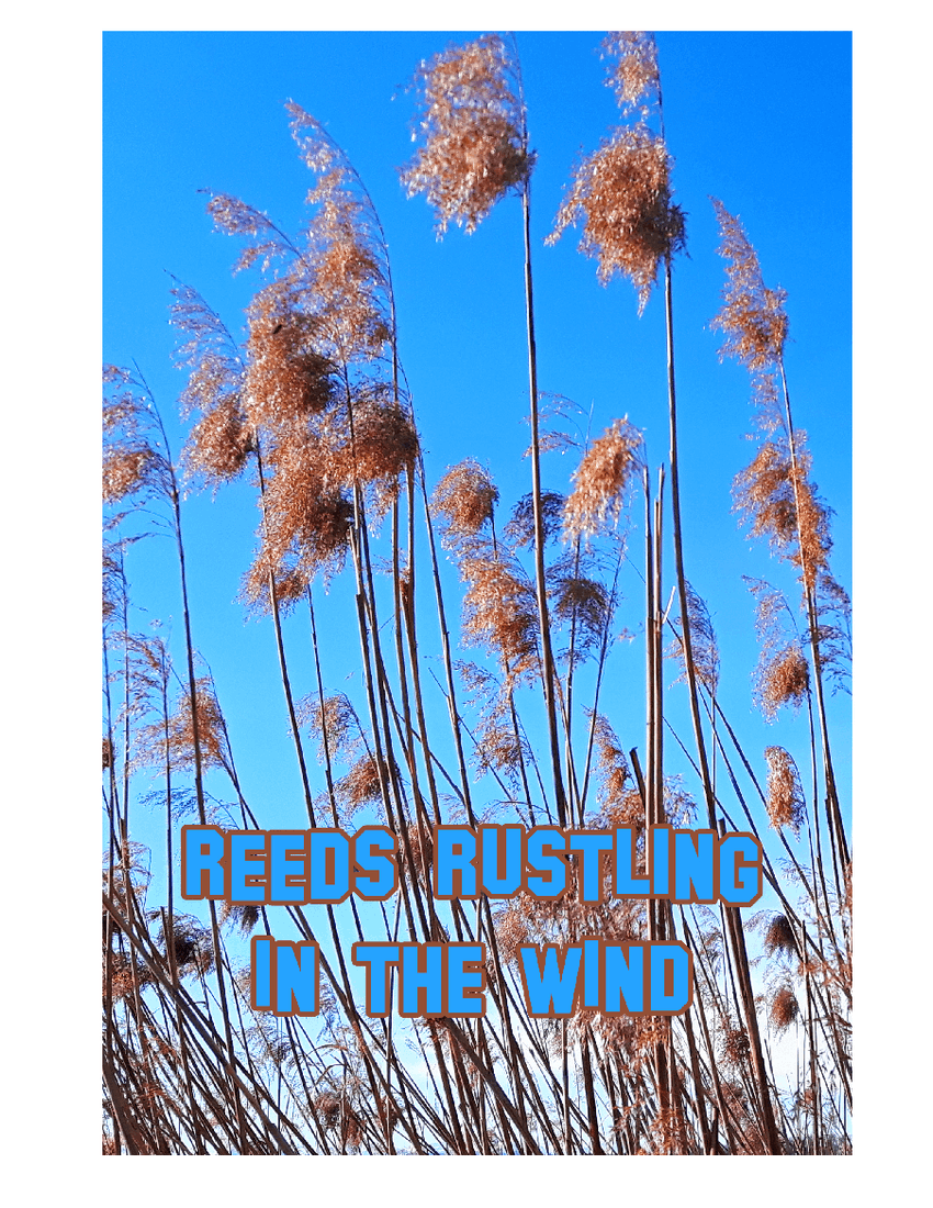 Reeds Rustling in the Wind - Steve Haite Sheet Music for Piano, Celesta ...